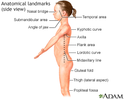 Anatomical landmarks, side view