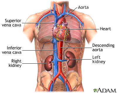 human circulatory system for kids. human circulatory system