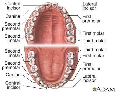 Transplantation Of Teeth. The appearance of normal teeth