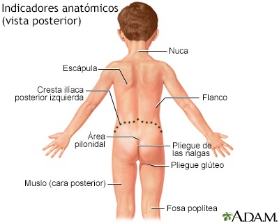 Vista posterior de puntos de referencia anatómicos