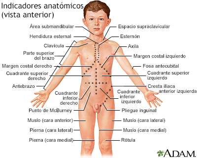 Vista anterior de puntos de referencia anatómicos