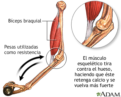 Ejercicio y mantenimiento de los huesos