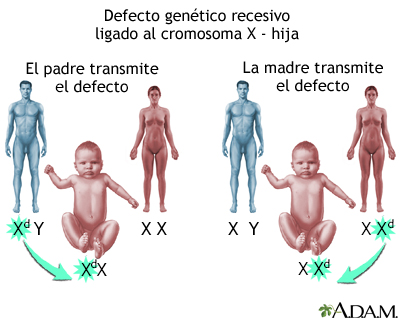 Defectos genéticos recesivos ligados al X - Cómo se ven afectadas las niñas