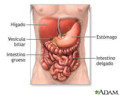 Digestive system organs
