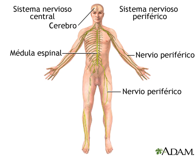 Nervous system